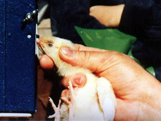 Illustration for article titled The Technology of Turkey Harvesting Uncovered